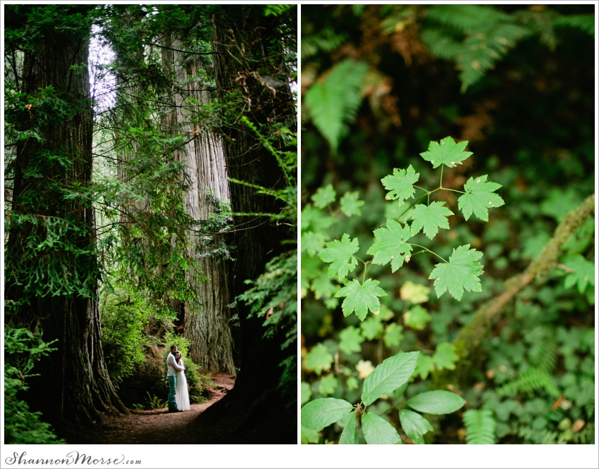 Redwood National Park Engagement Session Redwoods_023