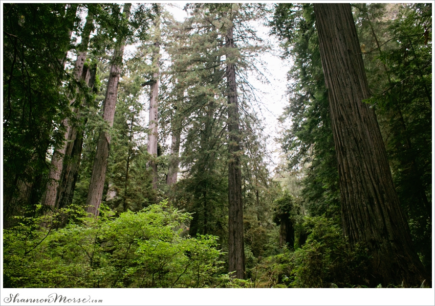 Redwood National Park Engagement Session Redwoods_034