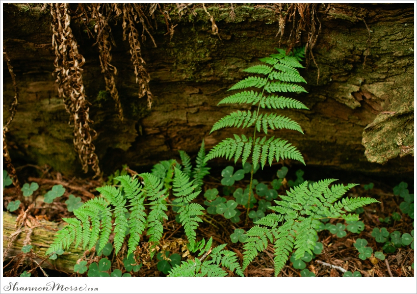 Redwood National Park Engagement Session Redwoods_035