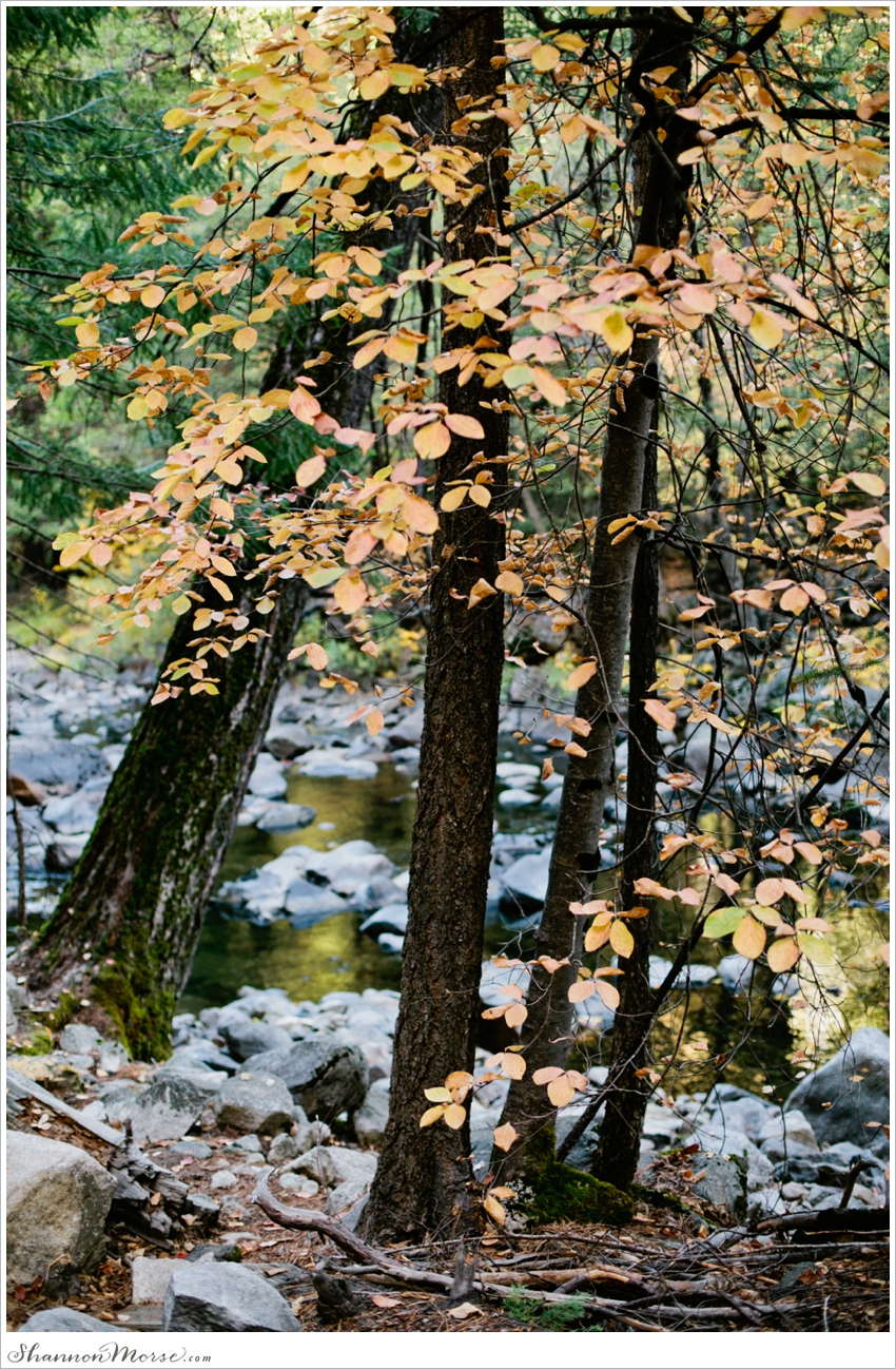 Yosemite Wedding Photographer Fall Photography_0003