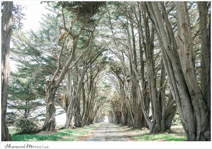 PointReyesEngagementPhotosRomanticLC_0018