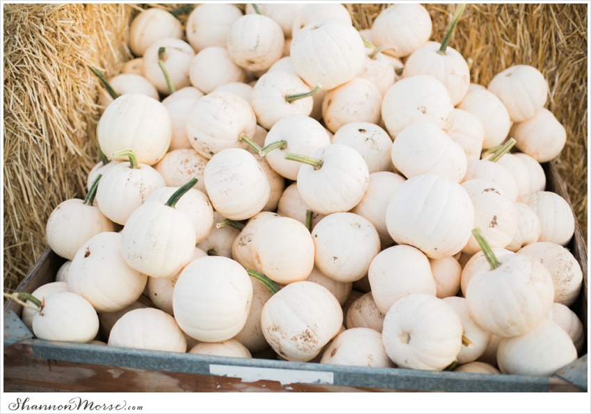 Pumpkin_Patch_Solano_County_Photographer_0013